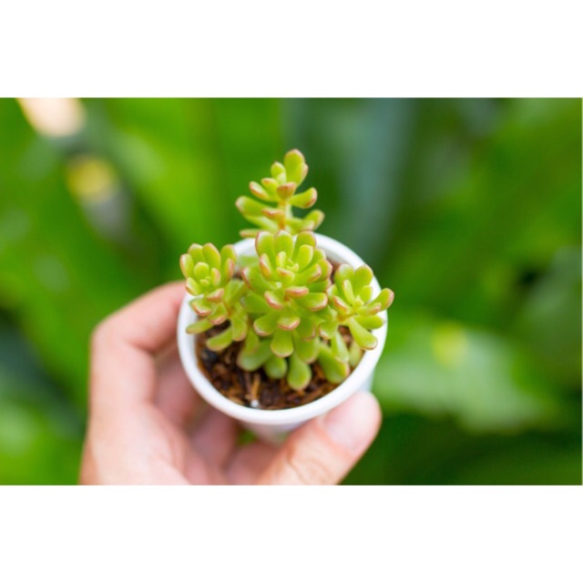 Sen đá sedum cam 5-7cm - Vườn sen đá