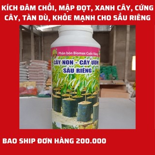Phân bón sầu riêng đâm chồi, mập đọt, xanh cây, cứng cây, tàn dù, khỏe mạnh
