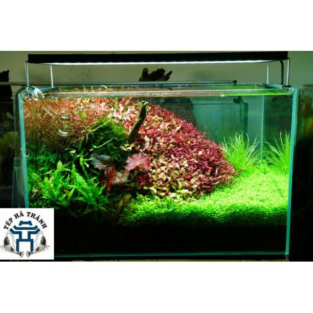 Đèn LED Cao Cấp Chihiros WRGB 2 30cm