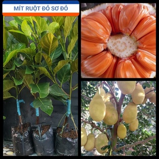 Mít Ruột Đỏ Sơ Đỏ Vĩnh Long _Thơm Ngọt_Mít Trồng Chậu Múi Màu Rất Đẹp