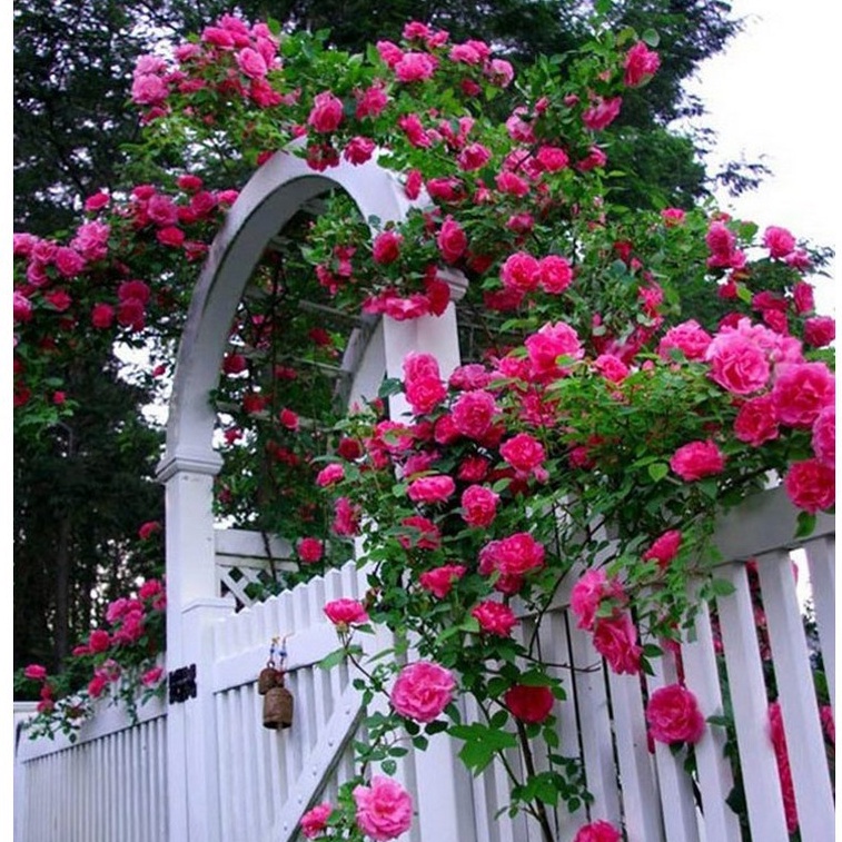 20 Hạt giống hoa Hồng leo Pháp mix (Tặng gói kích mầm, hướng dẫn ươm)