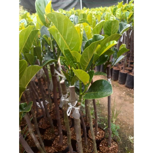 CÂY MÍT RUỘT ĐỎ SƠ VÀNG INDO LÁ BẦU CHUẨN F1