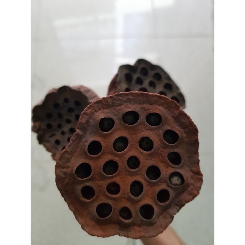 Đài hoa sen khô tự nhiên trang trí decor uốn cong theo yêu cầu