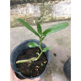 Thanh lí kei phi điệp Hòa Bình HB014