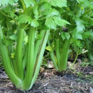 Hạt giống rau cần tây 0.3gr