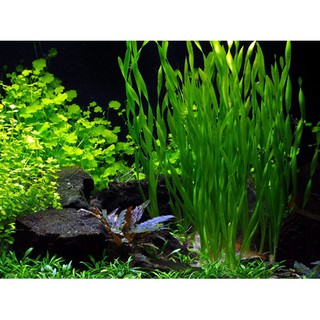 HẸ XOẮN thủy sinh (10 CÂY)