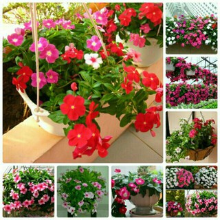 Hạt Giống Hoa Dừa Cạn Dễ Trồng
