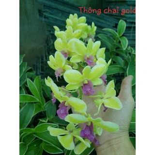 Den chớp thongchai gold