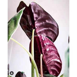 chậu alocasia cuprea môn rồng đỏ