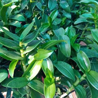 Hoa lan đen rô nắng Bò Tím