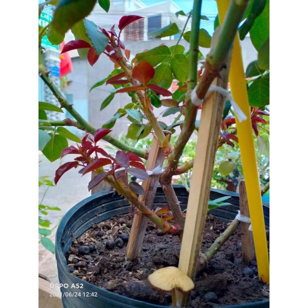 Phân bón kích rễ cho cây
