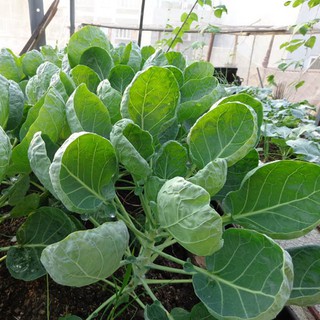 Hạt Giống Cải Rổ Cao Sản