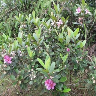 Cây sim rừng đang nụ