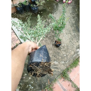 2 Chậu cây linh sam siêu bông