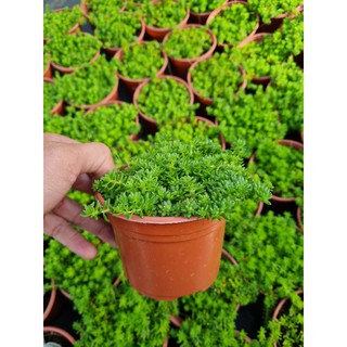 Sen đá sedum xanh (size trung)