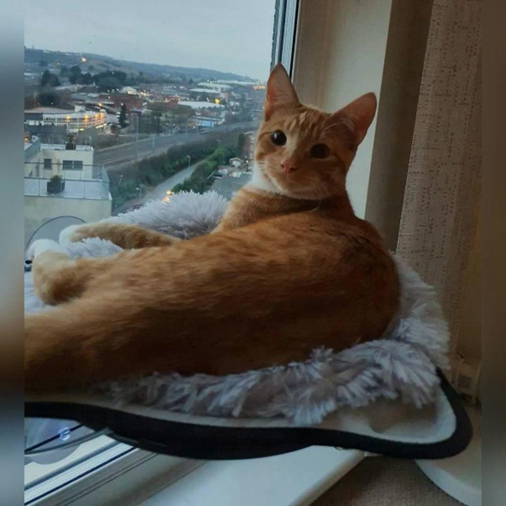 Giường Ngủ Hình Tròn Cỡ Nhỏ / Vừa / Lớn Bằng Lông Nhung Dành Cho Thú Cưng