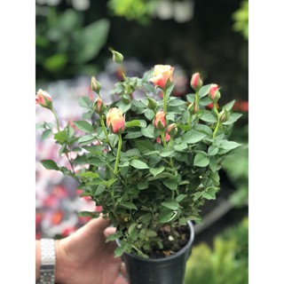 Chậu hồng Siêu Nụ Hasfarm - Màu Cà rốt