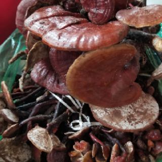Nấm linh chi rừng (500g)