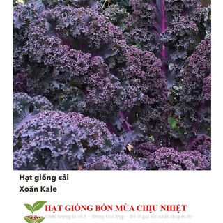 GÓI 20 Hạt Giống Cải Xoăn Kale Đỏ Xoăn Scarlet (B2.202 | C47) luckyseed hạt siêu rẻ