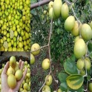CÂY GIỐNG TÁO CHUA SIÊU QUẢ NĂNG SUẤT CAO