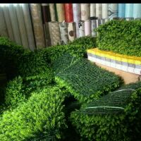 Cỏ tai chuột giá rẻ
