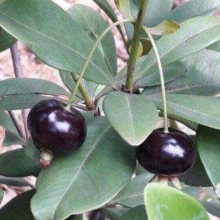 Cây chery nhiệt đới ra quả sau 6 tháng
