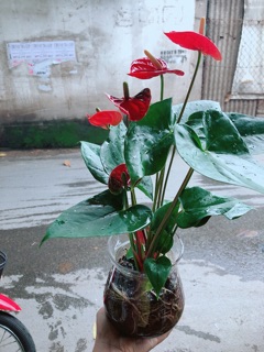 Chậu Hồng Môn Thuỷ Sinh