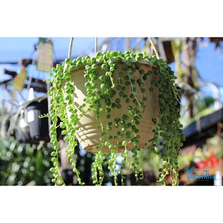 SEN ĐÁ GIỌT NƯỚC🌵SIZE6CM🌵SEN ĐÀ LAT🌵THUẤN SỨ NÓNG🌵FREESHIP🌵1 ĐỔI 1