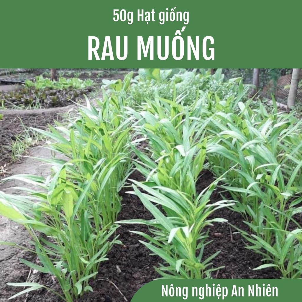 50g Hạt Giống Rau Muống Lá Tre Cao sản dễ trồng Nhanh Thu Hoạch