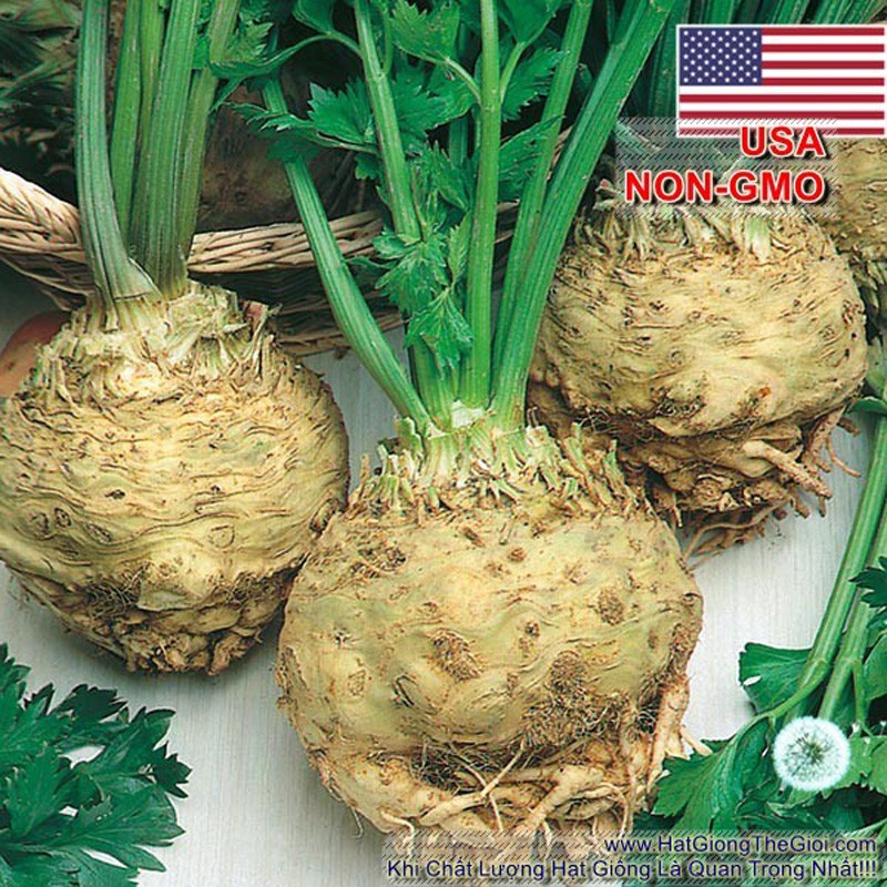 100h Hạt Giống Củ Cần Tây Celeriac USA (A2.201| C9*W21)