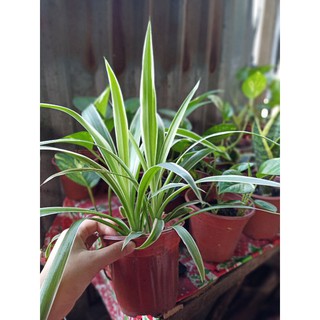 Cỏ Lan Chi (cây phong thủy)