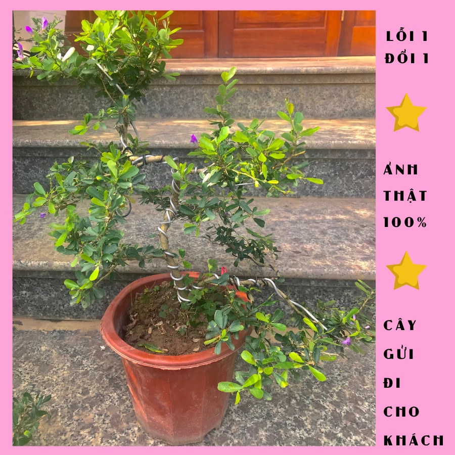 Cây linh sam bonsai, linh sam siêu bông, siêu bóng cao 40cm uốn đẹp, ảnh thật, cây phong thuỷ, lá xanh, dễ trồng