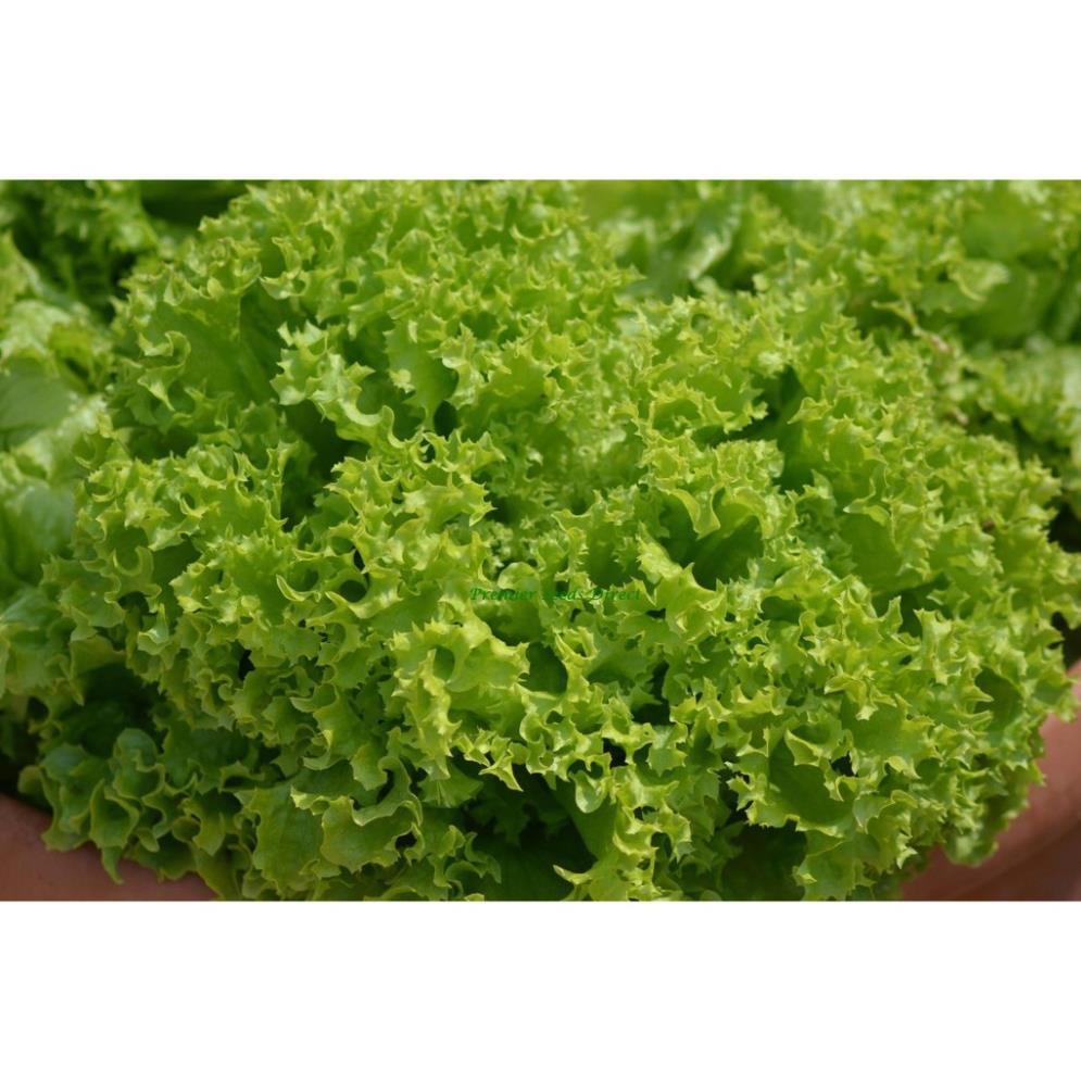 Hạt Giống Rau Xà Lách Xoăn Xanh  - MUA 3 TẶNG 1 CÙNG LOẠI KHUYẾN MẠI TRONG 1 NGÀY