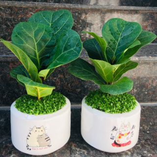 Cây Bàn Singapo mini