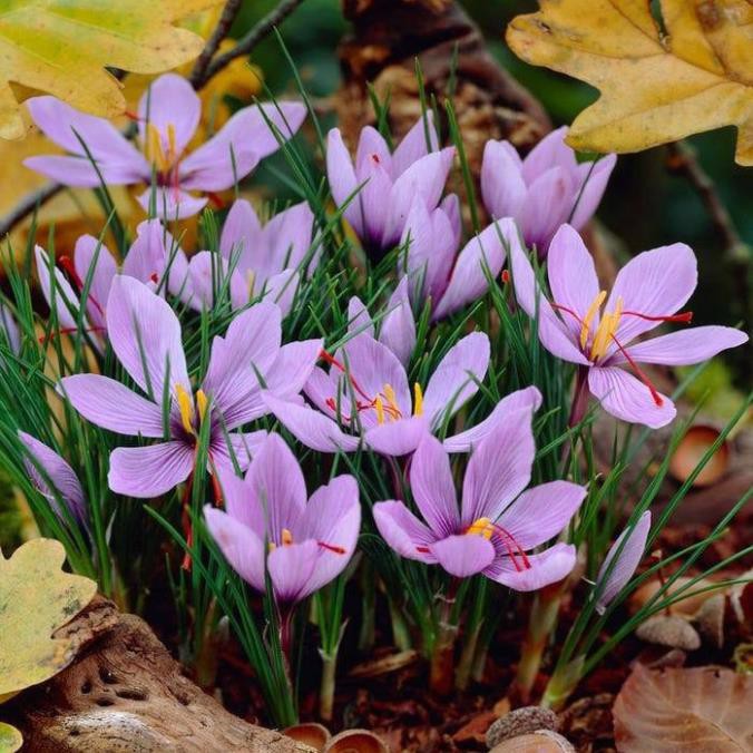 Khu vườn Củ lan nghệ tây Nhụy hoa Saffron dắt nhất thế giới .