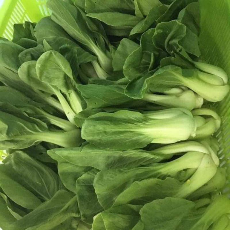 Hạt giống cải thìa xanh Trang Nông 20gr