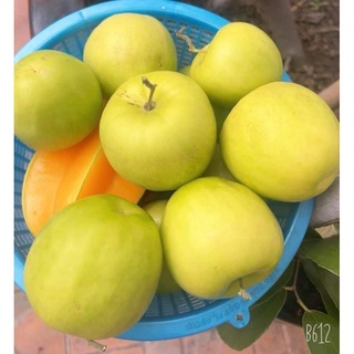 3 CÂY GIỐNG TÁO THÁI TRÁI TO TRỒNG RA TRÁI NGAY