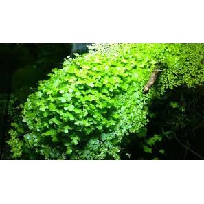 Cây Rau Má Hương Thuỷ Sinh