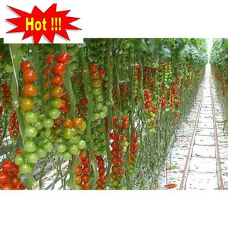 Hạt giống Cà Chua Bi Chùm 30 Hạt
