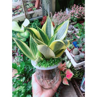 Chậu lưỡi hổ thái thủy canh