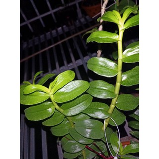 ki phi điệp bản lá đẹp
