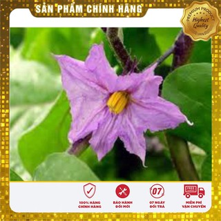 Hạt Giống Cà Tím Dài (2 gr)