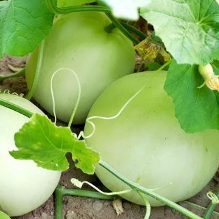 Hạt giống Dưa Lê Siêu Ngọt 30 hạt - HÀNG CÔNG TY