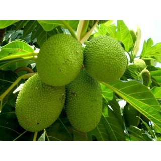 Cây sa kê cam  kết  chuẩn  giống f1