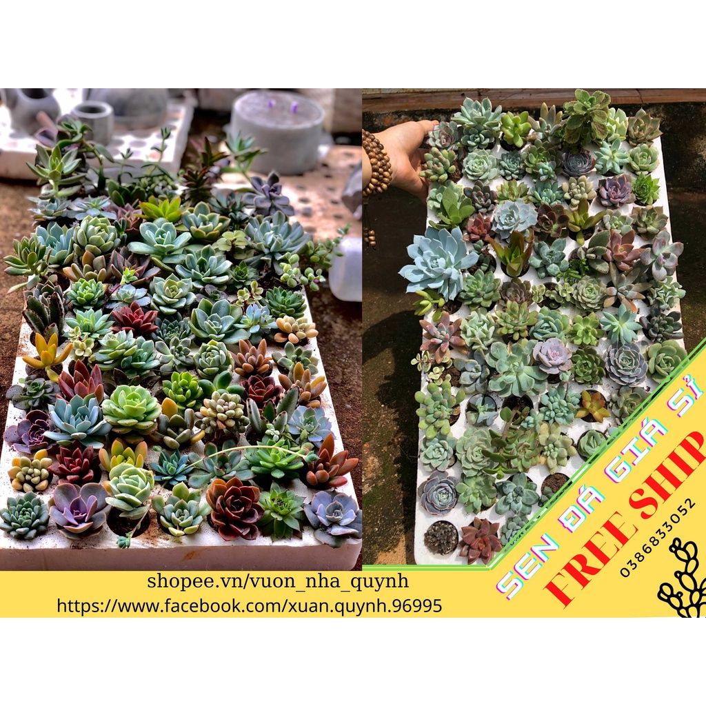 COMBO 84 CÂY SEN ĐÁ ,45-52 LOẠI, THUẦN KHÍ HẬU, SIZE 3-6CM, FREE SHIP