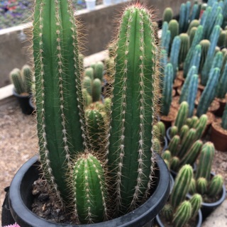 Xương rồng trụ