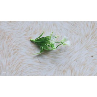 1 lạng cỏ điểm 18k