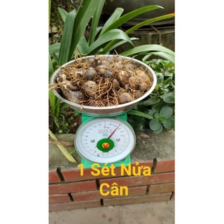 củ hoa lan nam phi(0,5kg)
