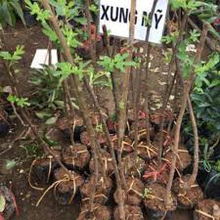 Cây Sung Mỹ - Giống Chuẩn Đại Học Nông Nghiệp 1 - H2O FARM