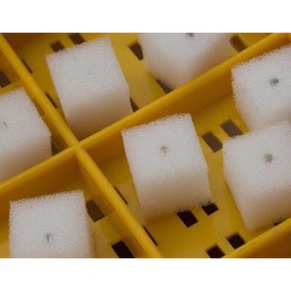 MÚT XỐP ƯƠM HẠT